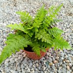 Stálozelená papraď samčia (Dryopteris Filix mas) - výška 15-25 cm ⌀ 25 cm, kont. C2L